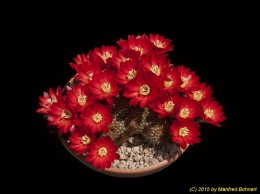 Rebutia padcayensis WR322 1823